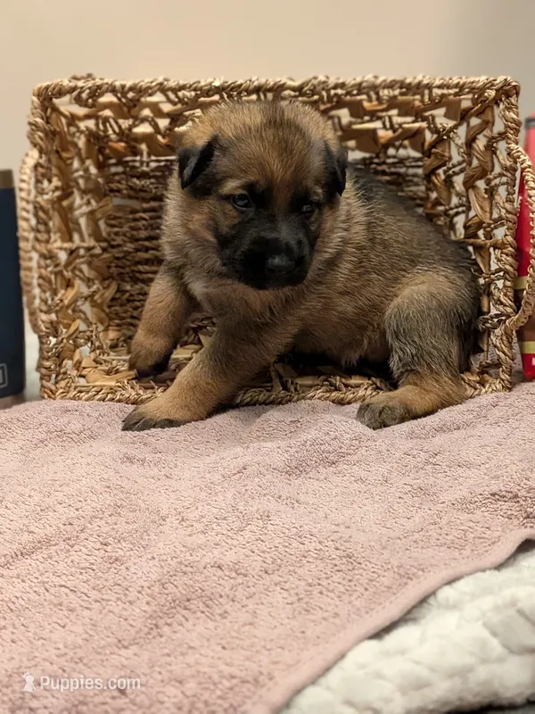 Kona – German Shepherd Dog puppy for sale in Lake Ariel, PA