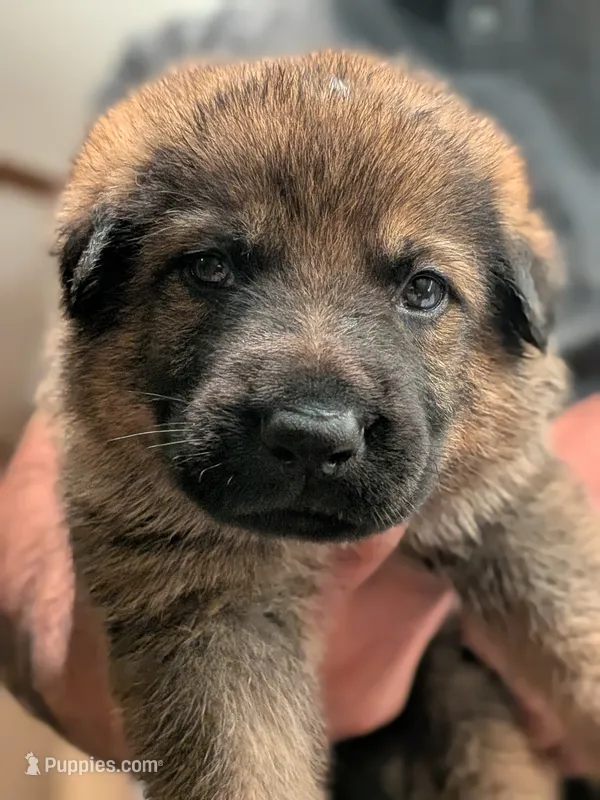 Brew – German Shepherd Dog puppy for sale in Lake Ariel, PA