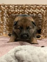 Mocha , a female German Shepherd Dog for sale in Lake Ariel, PA – 2 of 2