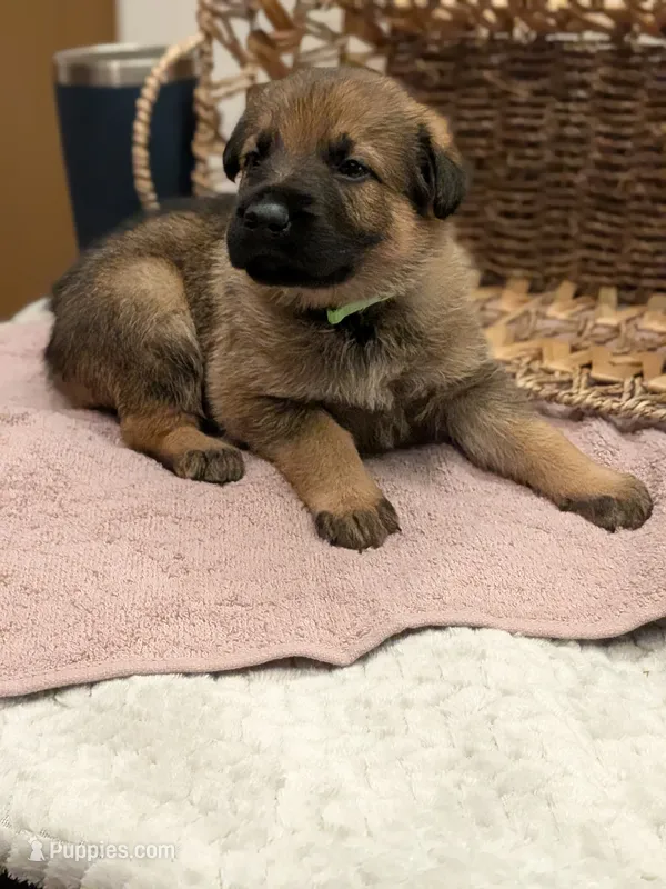 Latte – German Shepherd Dog puppy for sale in Lake Ariel, PA