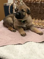 Latte, a female German Shepherd Dog for sale in Lake Ariel, PA – 1 of 2