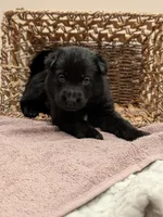 Onyx, a female German Shepherd Dog for sale in Lake Ariel, PA – 2 of 2