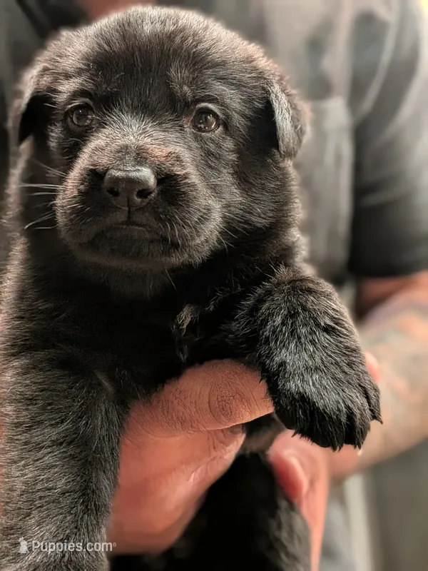 Onyx – German Shepherd Dog puppy for sale in Lake Ariel, PA