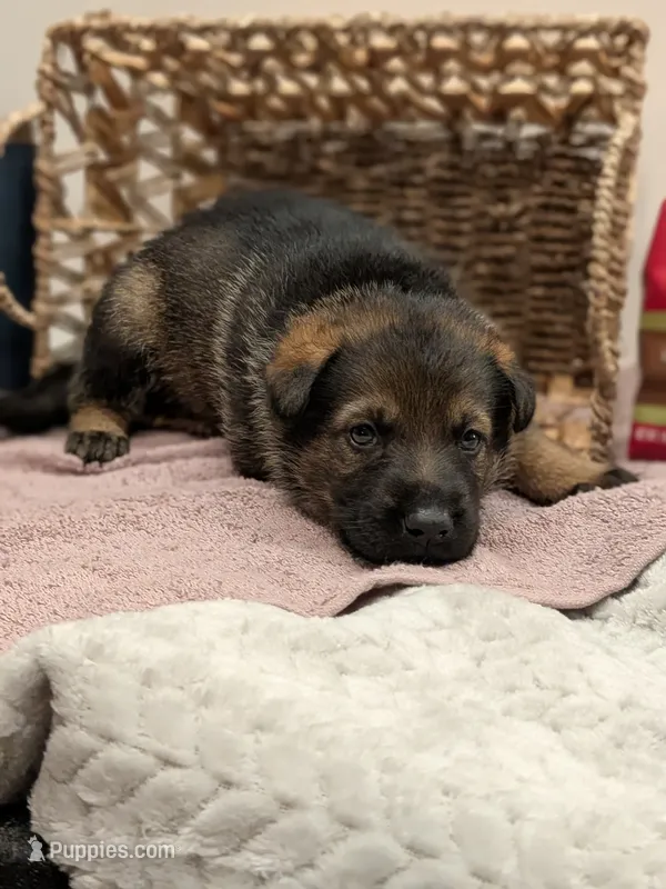 Hazel – German Shepherd Dog puppy for sale in Lake Ariel, PA