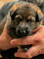 Hazel, a female German Shepherd Dog for sale in Lake Ariel, PA – 2 of 2