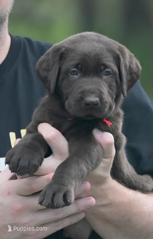Rolo – Labrador Retriever puppy for sale in Webster, FL