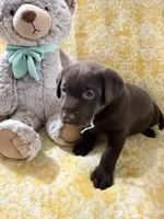 Kit Kat, a female Labrador Retriever for sale in Webster, FL – 2 of 2