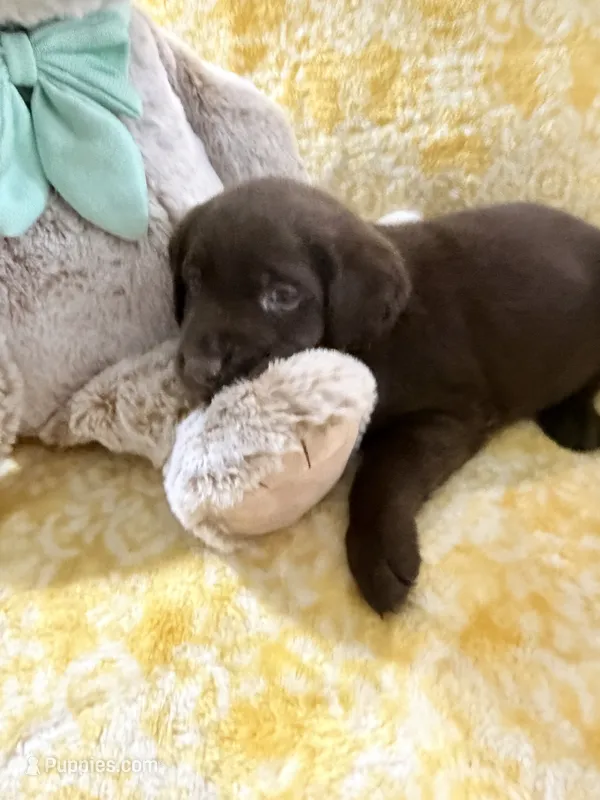 Reese’s  – Labrador Retriever puppy for sale in Webster, FL