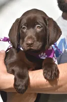 Twix, a female Labrador Retriever for sale in Webster, FL – 2 of 5