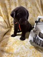 Snickers, a male Labrador Retriever for sale in Webster, FL – 2 of 2