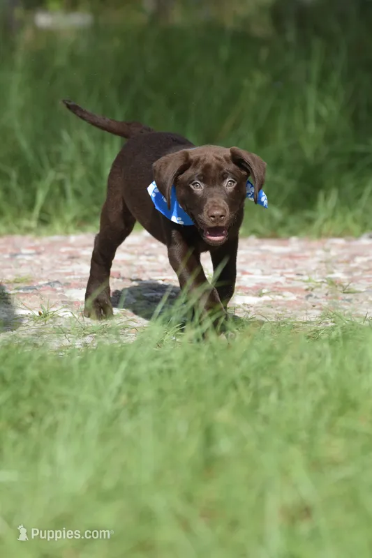 Kit Kat – Labrador Retriever puppy for sale in Webster, FL