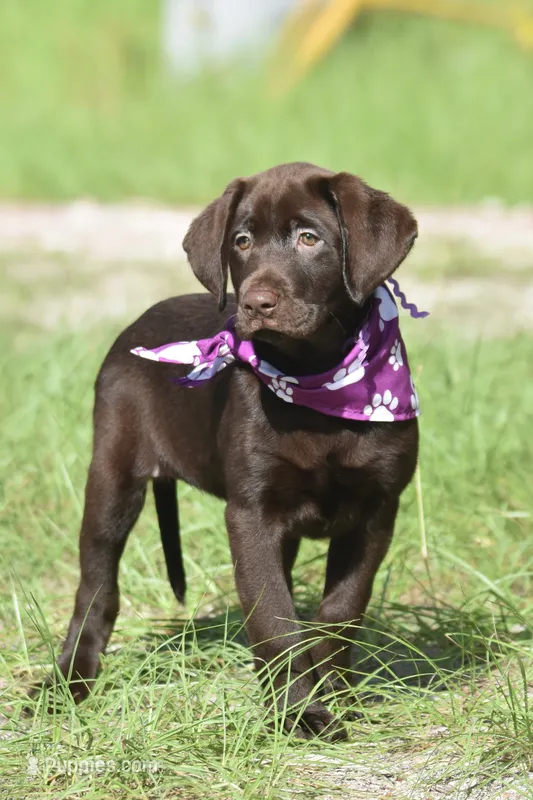 Twix – Labrador Retriever puppy for sale in Webster, FL