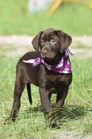 Twix, a female Labrador Retriever for sale in Webster, FL – 1 of 5