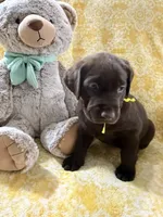 Godiva, a female Labrador Retriever for sale in Webster, FL – 2 of 2