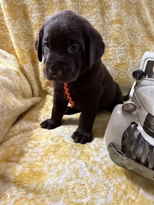 Snickers – Labrador Retriever puppy for sale in Webster, FL