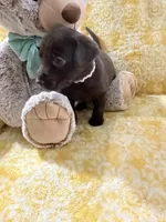Nugget, a female Labrador Retriever for sale in Webster, FL – 2 of 2