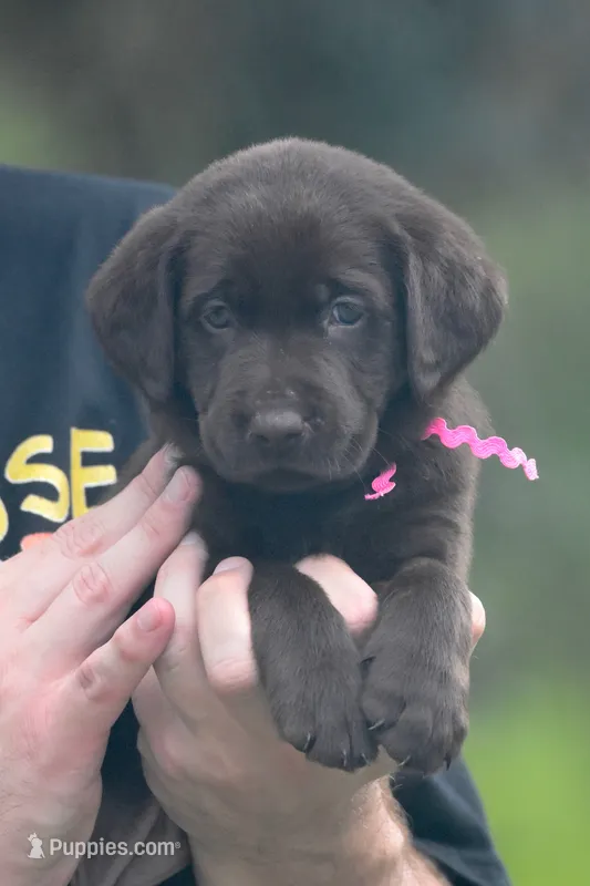 Reese’s  – Labrador Retriever puppy for sale in Webster, FL