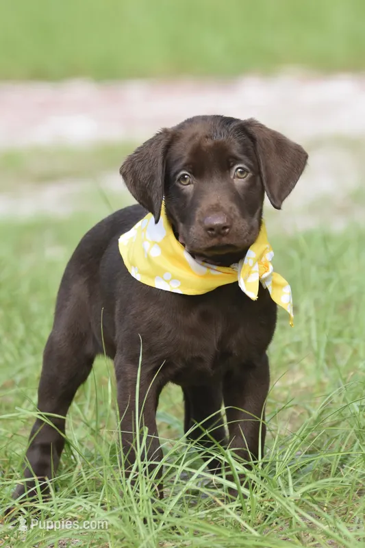 Nugget – Labrador Retriever puppy for sale in Webster, FL