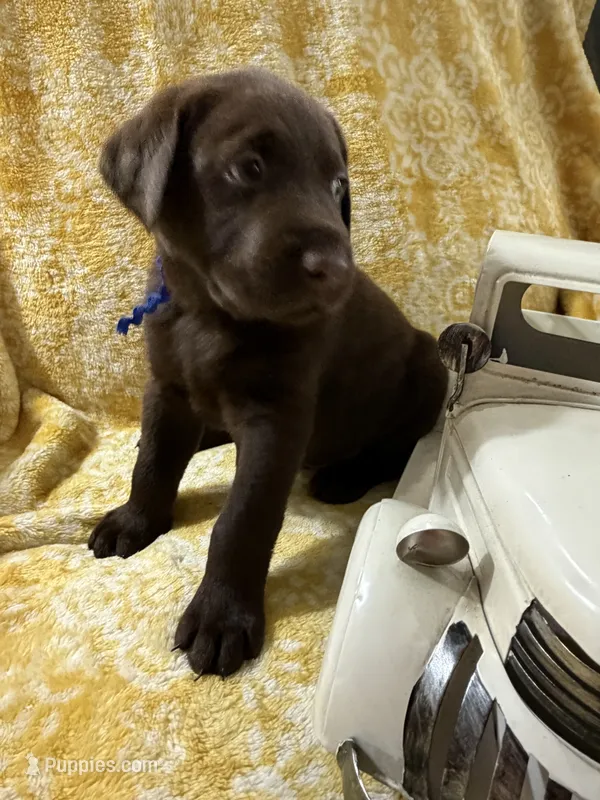 Toblerone (Toby) – Labrador Retriever puppy for sale in Webster, FL