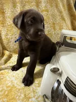 Toblerone (Toby), a male Labrador Retriever for sale in Webster, FL – 1 of 2
