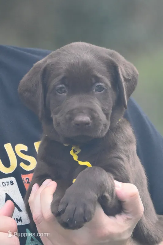 Godiva – Labrador Retriever puppy for sale in Webster, FL