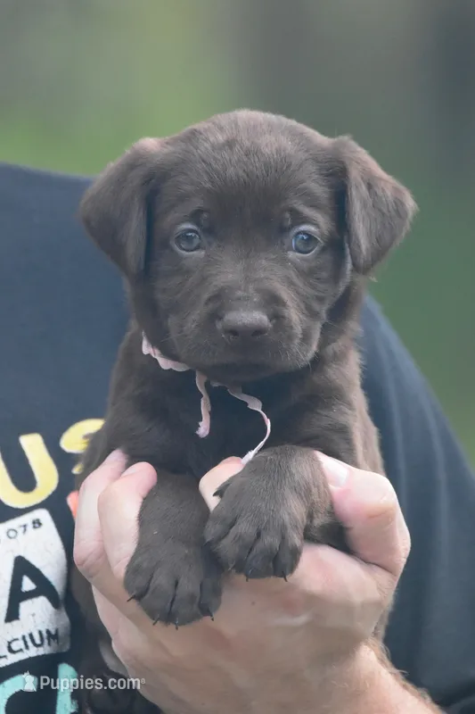 Nugget – Labrador Retriever puppy for sale in Webster, FL