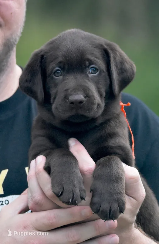 Snickers – Labrador Retriever puppy for sale in Webster, FL