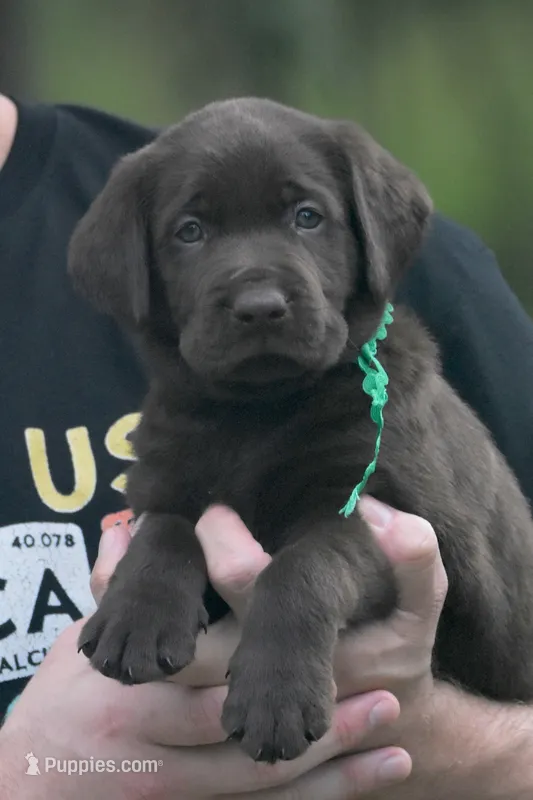 Cadbury – Labrador Retriever puppy for sale in Webster, FL