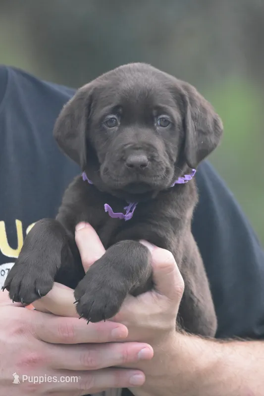 Twix – Labrador Retriever puppy for sale in Webster, FL