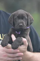 Twix, a female Labrador Retriever for sale in Webster, FL – 3 of 5