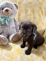 Kit Kat, a female Labrador Retriever for sale in Webster, FL – 1 of 2