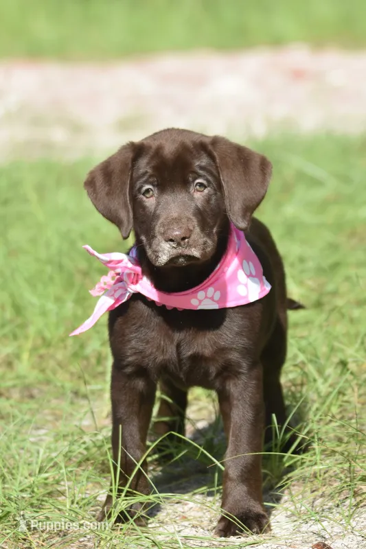 Reese’s  – Labrador Retriever puppy for sale in Webster, FL