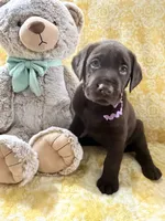 Twix, a female Labrador Retriever for sale in Webster, FL – 2 of 2