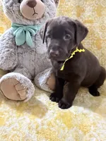 Godiva, a female Labrador Retriever for sale in Webster, FL – 1 of 2