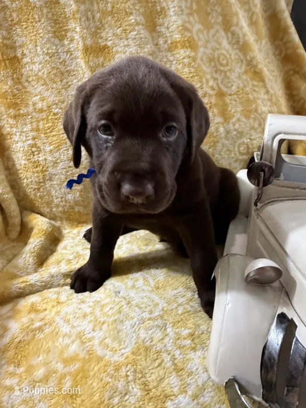 Cadbury – Labrador Retriever puppy for sale in Webster, FL