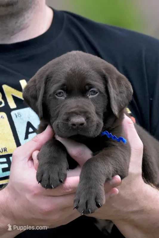 Toblerone (Toby) – Labrador Retriever puppy for sale in Webster, FL