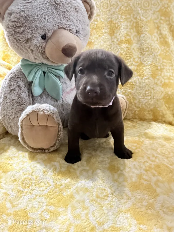 Nugget – Labrador Retriever puppy for sale in Webster, FL