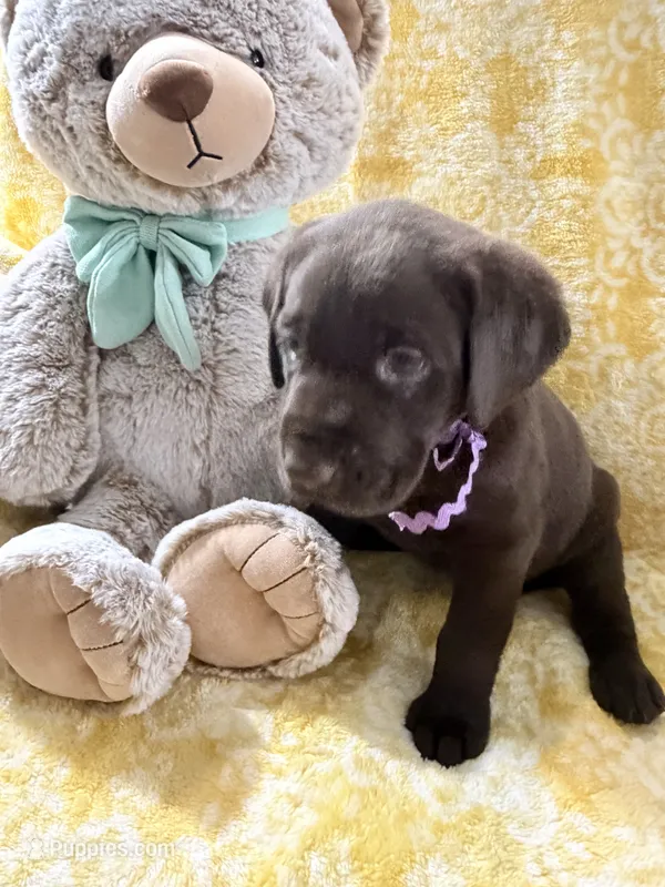 Twix – Labrador Retriever puppy for sale in Webster, FL