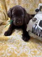 Cadbury, a male Labrador Retriever for sale in Webster, FL – 3 of 3