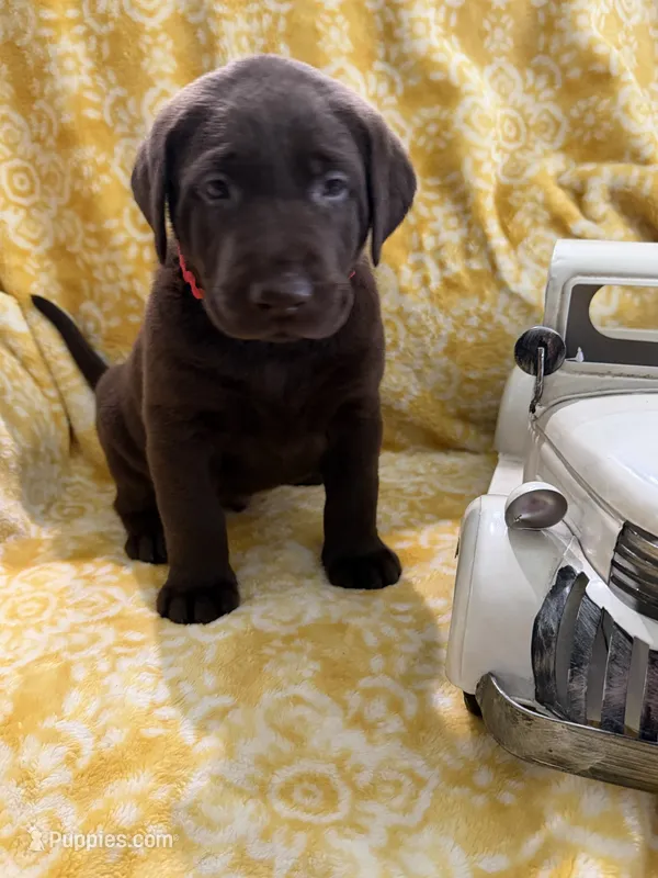 Rolo – Labrador Retriever puppy for sale in Webster, FL