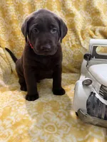 Rolo, a male Labrador Retriever for sale in Webster, FL – 1 of 2