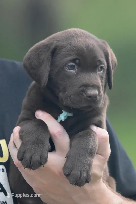 Kit Kat – Labrador Retriever puppy for sale in Webster, FL