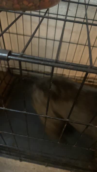 Groot , a male French Bulldog for sale in Victorville, CA – 2 of 2