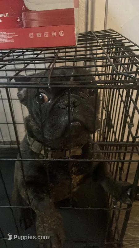 Groot  – French Bulldog puppy for sale in Victorville, CA