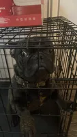 Groot , a male French Bulldog for sale in Victorville, CA – 1 of 2