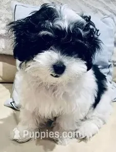Glasses – Maltipoo, Poodle - Toy  puppy for sale in Bakersfield, CA