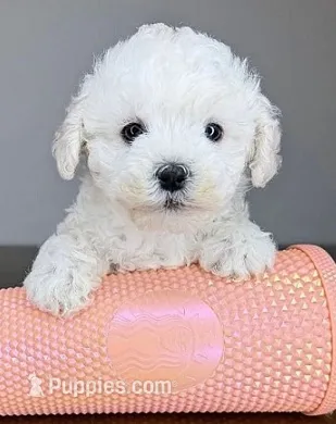 Max – Maltipoo, Poodle - Toy  puppy for sale in Bakersfield, CA