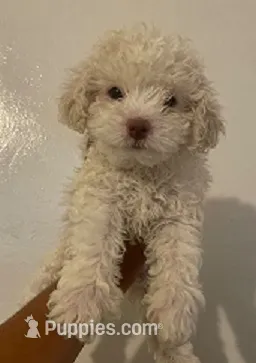 Polo – Maltipoo, Poodle - Toy  puppy for sale in Bakersfield, CA