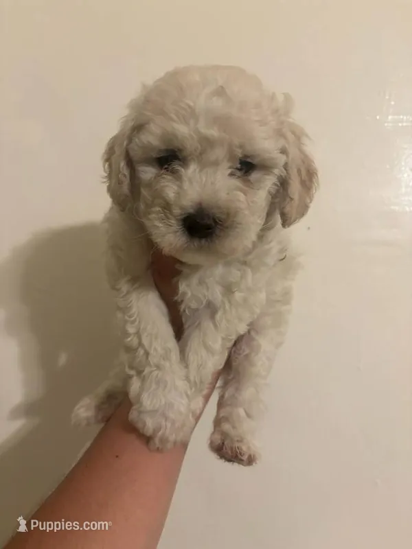 Zamy – Maltese, Poodle - Toy  puppy for sale in Elk Grove, CA