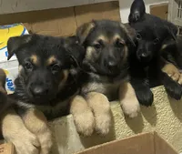 German Shepherd Puppy Boy1, a male German Shepherd Dog for sale in Plant City, FL – 2 of 3